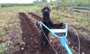 Как омский пёс сажает картошку 